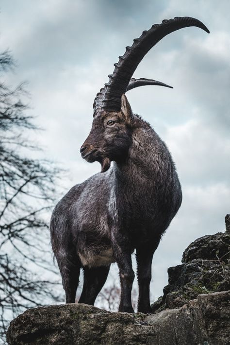 Alpine Ibex by Jan Schneider / 500px Alpine Ibex Goat, Ibex Photography, Watercolor Creatures, Ibex Goat, Alpine Ibex, Deer Photography, Bull Tattoos, Mountain Goat, Outdoor Life