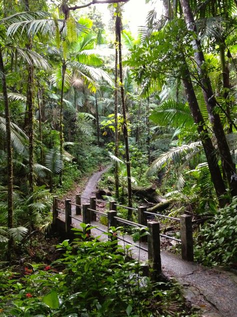 El Yunque Rainforest in Puerto Rico. So crazy to think I've been here. I can still hear the "CoKee"(: Waterfall Forest, El Yunque Rainforest, Puerto Rico Trip, Puerto Rico Vacation, Puerto Rican Pride, San Juan Puerto Rico, Puerto Rican, Beautiful Islands, Vacation Spots