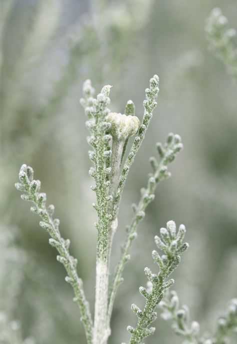 l sagacious green l Muted Green Aesthetic, Sage Cottage, Willow And Sage, Sage Garden, Green Earth, Sage Color, Duck Egg Blue, Winter Wonder, Colorful Garden