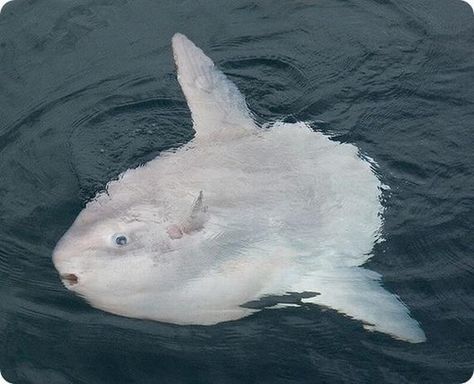 Mola Mola aka Ocean Sunfish Rarest Animals, Ocean Sunfish, Mola Mola, Female Of The Species, Albino Animals, Common Birds, Underwater Creatures, Underwater Life, Extinct Animals