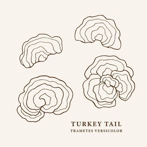 Turkey Tail Mushroom Illustration, Lions Mane Mushroom Illustration, Turkey Tail Mushroom Art, Turkey Tail Mushroom Drawing, Turkey Tail Mushroom Tattoo, Zombie Book Cover, Mushroom Project, Mushroom Logo, Drawing Mushrooms