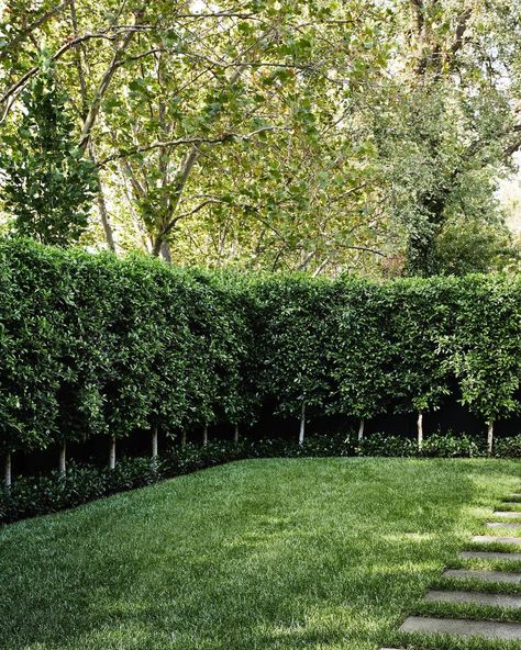 Front Fence Hedge, English Yew Hedge, Double Hedge Landscaping, Ficus Landscaping, Front Hedge Ideas, Hedge For Privacy Fence, Hedge In Front Of House, Arborvitae Companion Plants, Fort Layout