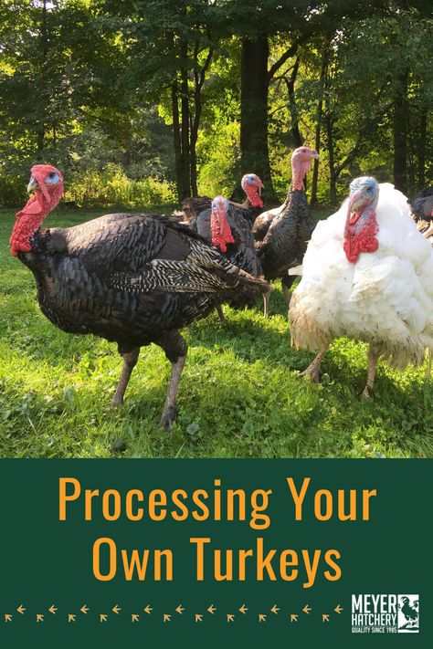 Turkey Raising, Chicken Knowledge, Heritage Turkeys, Meat Animals, Bourbon Red Turkey, Meat Preservation, Mini Farming, Chicken Tips, Chicken Plucker