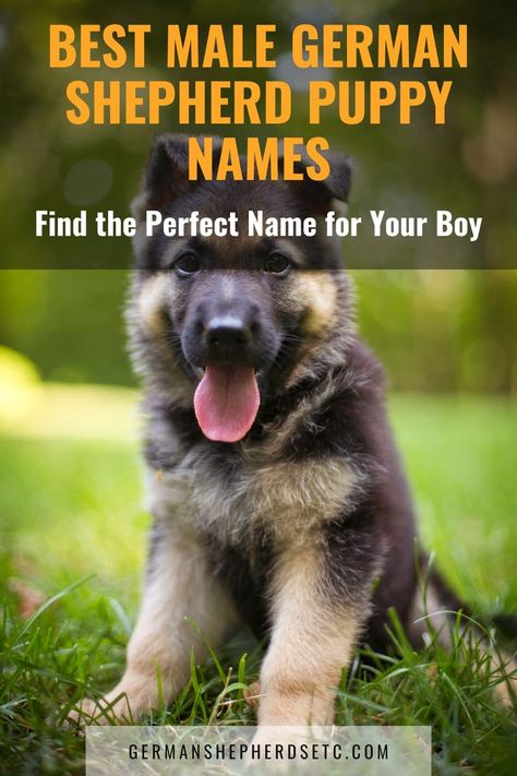 Male German Shepherd Puppy Names German Shepherd Names Male, Cool Dog Names Boys, Male Dog Names Unique, Strong Dog Names, German Dog Names, Puppy Names Unique, Boy Puppy Names, Dogs Names List, Rin Tin Tin