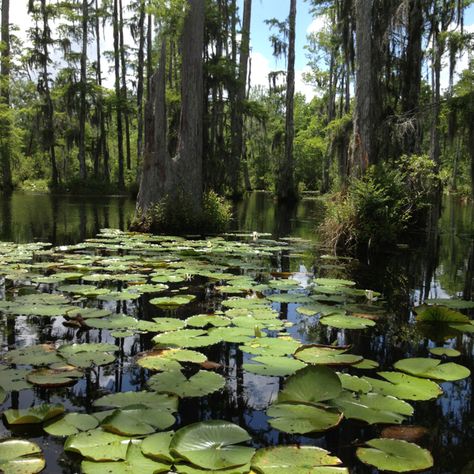 Goose creek ,SC. The notebook was one of the movies filmed there. The Notebook Water Scene, Everglades Tattoo, Goose Creek South Carolina, Beach Vacation Spots, Louisiana Swamp, Cypress Swamp, Life In Paradise, Louisiana Bayou, Cypress Gardens