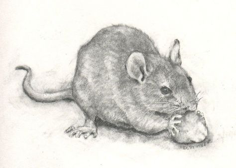 Gerbil Drawing, Charcoal Drawing Ideas, Rat Art, Leo Lionni, Mouse Illustration, Animal Action, Mouse Drawing, Nature Watercolor, A Rat