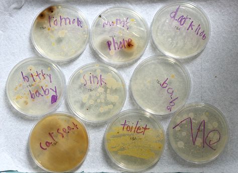 about this kit, that there is no way to identify the bacteria in the samples. There Microorganisms Project Ideas, Microorganisms Project, Bacteria Science Fair Project, Bacteria Model, Petri Dish Bacteria, Middle School Science Fair Projects, Science Project Board, Science Fair Project Ideas, Kindergarten Science Experiments