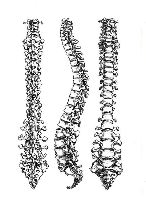 Fairy Grindmother Spine Drawing, Spinal Cord Anatomy, Spinal Tattoo, Human Spine, Skeleton Drawings, Human Bones, Human Anatomy Art, Contour Drawing, Spine Tattoo