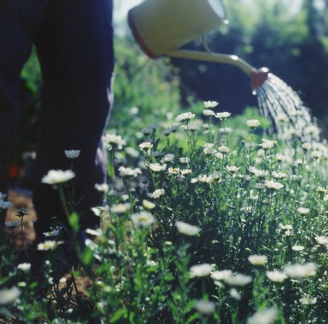 over the years, we will know. Davis Aesthetic, Mushroom Witch, Garden Photography, Cottage Living, Green Gables, Organic Farming, Winter Aesthetic, Summer Garden, Beautiful Summer