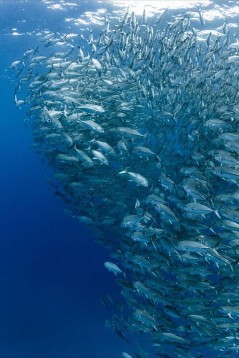 #thon #tuna #fish #poisson #mer #sea #ocean #fishing #underwater #nature #food #france #beach #underwaterphotography #photography #plage #peche #travel #yummy #instafood #paris #diving #scubadiving #photooftheday #restaurant #sun #carpfishing #landscape #picoftheday #fishinglife Food France, France Beach, Nature Food, Tuna Fish, Ocean Fishing, Fishing Life, Carp Fishing, Underwater Photography, Sea Ocean