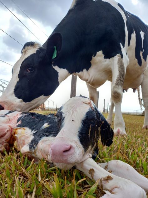 Sanctuary Animals, Cow Holstein, Farm Livestock, Pet Cows, Beef Cow, Small Cow, Hereford Cattle, Cow Photos