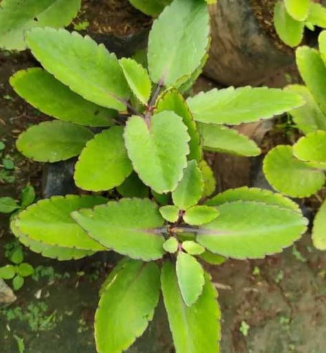 Miracle Leaf, Mexican Love, Herbal Leaves, Health Benefits Of Ginger, Medicinal Herbs Garden, Plant Benefits, Food Health Benefits, Magic Herbs, Herbal Plants