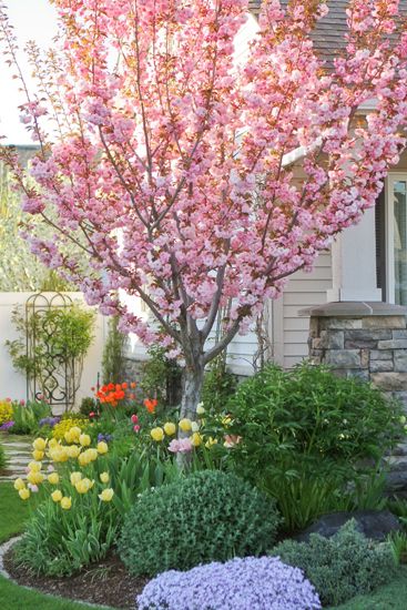 VW Garden: Peak Spring Bloom: Part II Blossom Tree In Garden, Spring Blooming Trees, Pnw Garden, Front Door Plants, Spring Flowering Trees, Cabin Garden, Front Landscape, Garden Layouts, Yard Diy