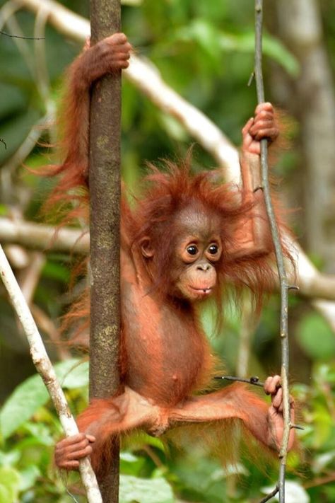 Orangutan (Pongo) / Orang-outan / Image by orangutan_foundation (Orangutan Foundation) from instagram Sumatran Orangutan, Baby Gorillas, Baby Orangutan, Funny Monkey, Mountain Gorilla, Great Ape, Monkeys Funny, Primates, From Instagram