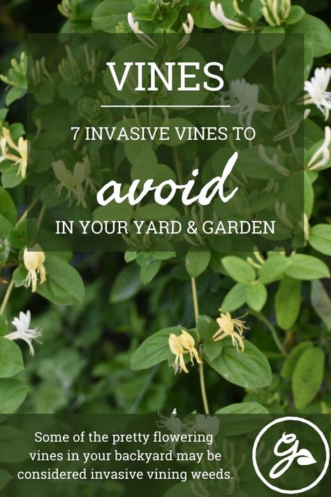 Vine Landscaping Ideas, Non Invasive Climbing Vines, Fast Growing Vines Climbing, Evergreen Vines Climbing, Types Of Vines, Invasive Vines, Perennial Flowering Vines, Evergreen Climbing Plants, Plants That Like Shade