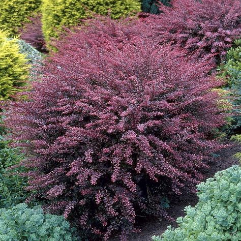 Berberis thunbergii - Shelaigh Garson - Flickr Rose Glow Barberry, Barberry Bush, Colorful Shrubs, Japanese Barberry, Patio Fruit Trees, Viburnum Opulus, Low Maintenance Shrubs, Natural Fence, Low Maintenance Landscaping