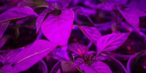 Help Plants Grow, Happy Lights, Grow System, Plant Lights, Lighting Tips, Fertilizer For Plants, Plant Lighting, Grow Light, Online Tutorials