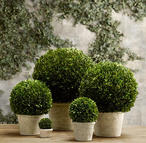 Boxwood Topiary Front Porch, Topiary Front Porch, Boxwood Landscaping, Boxwood Tree, Boxwood Balls, Preserved Boxwood, Boxwood Topiary, Home Garden Design, Office Plants