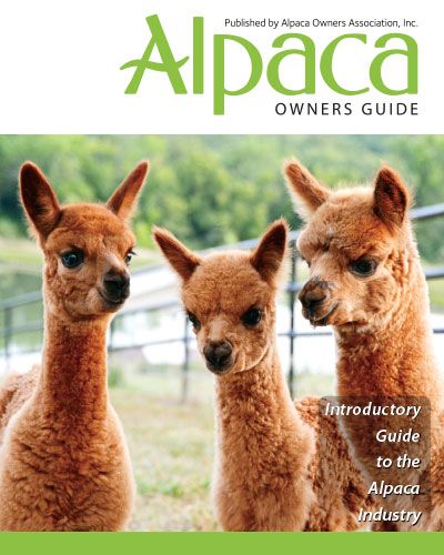 Alpaca Manure, Alpaca Farming, One-size Alpaca Sweater For Winter, How To Process Alpaca Fiber, Zanesville Ohio, Alpaca Facts, Alpaca Farm, Suri Alpaca, Farm Stay