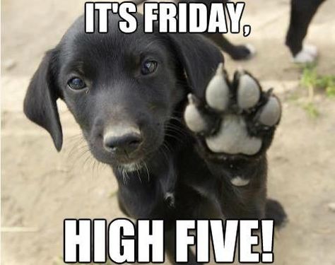 Its Friday Hi Five                                                                                                                                                      More Friday Dog, Feeling Photos, Friday Meme, Funny Friday Memes, Hi Five, Good Morning Friday, Friday Quotes Funny, Happy Friday Quotes, Weekday Quotes