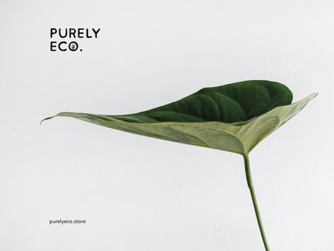 Purely Eco - Logo for an eco-friendly online store by Anastasiia Demka on Dribbble Eco Friendly Logo, Green Branding, Online Store Design, Eco Logo, Eco Friendly Brands, Eco Green, Group 3, Environmentally Conscious, Green Aesthetic