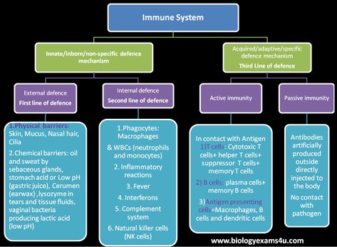 Differences between Innate and Adaptive Immunity (Innate Immunity vs Acquired Immunity) Immune System Nursing, Immunity Nursing, Np School, Nursing Fun, Science Laboratory, Pa School, Nursing School Survival, Medical Laboratory Science, Med Tech