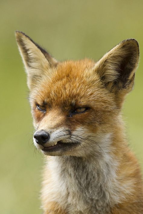 Fox Fox Snarling, Fox Totem, Fantastic Fox, Fox Pictures, Pet Fox, Cute Fox, Animal Companions, Red Fox, Animal Photo