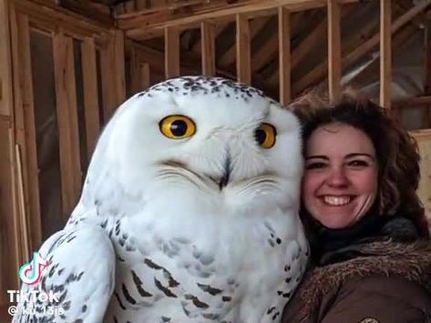 Giant snow owl Wow!! - NewsBreak Giant Owl, Black Footed Ferret, Living In Car, Recycle Old Clothes, Denver City, Snow Owl, California City, White Owl, Clothing Manufacturer