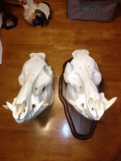 Boar Skull Mounts. Hog Hunting #hoghunting Hog Skull Mount, Hog Skull, Boar Skull, Euro Mounts, Pig Hunting, European Mount, Hog Hunting, Deer Mounts, Taxidermy Mounts