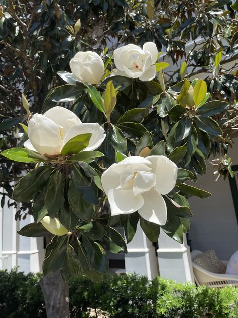 Magnolia Flower Photography, Magnolia Bush, Animal Flower Arrangements, Flower Trees, House Artwork, Magnolia Tattoo, Magnolia Collection, Southern Magnolia, Magnolia Tree