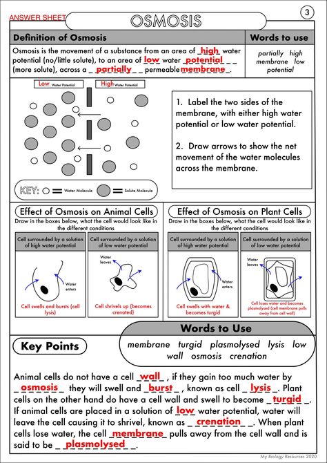 Diffusion and Osmosis Worksheet Gcse Biology Diffusion Osmosis and Active Transport Worksheet Pack Osmosis Experiment, Diffusion And Osmosis, Diffusion Osmosis, Passive Transport, Active Transport, Gcse Biology, Cell Transport, Cells Worksheet, Biology Worksheet