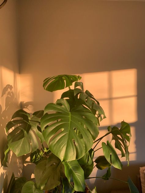 Wallpaper Plant, Aesthetic Instagram Feed, Instagram Feed Planner, Minimal Wallpaper, Plant Aesthetic, Monstera Plant, Plant Painting, Pretty Plants, Plant Mom