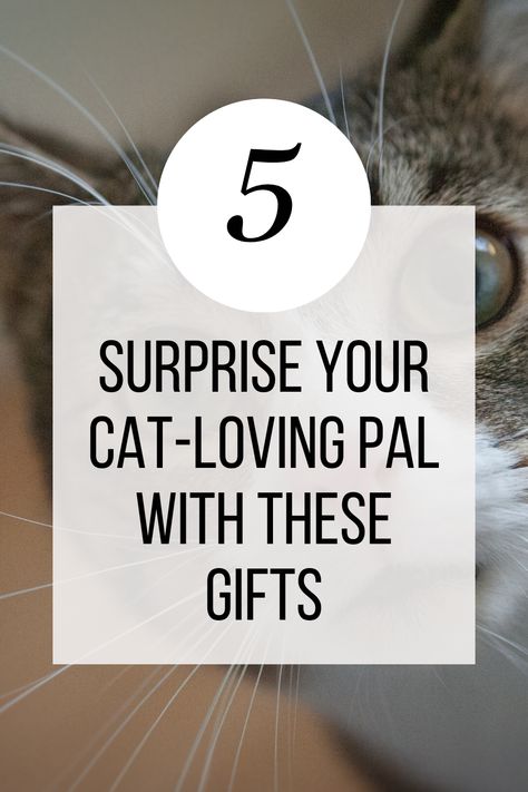 5 Best Gifts for Cat Owners Cat Gifts For People, Bday Gift For Boyfriend, Cat Mom Gifts, Cat Owners, Cat Mom, Cat Lover Gifts, Cat Gifts, Best Friend Gifts, Cat Lover