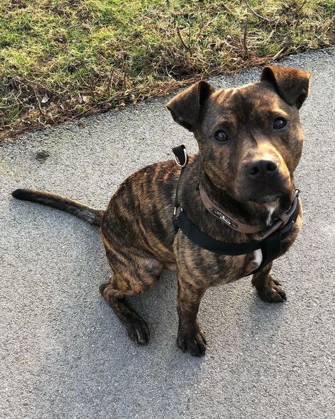 Pitbull Brindle, Brindle Staffy, Staffie Puppies, American Pitbull Terrier Puppy, English Staffy, Brindle Pitbull, Rottweiler Mix Puppies, Pitbull Boxer Mix, Pitbull Boxer