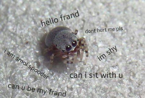 Pet Bugs, Jumping Spiders, Pet Spider, Cool Bugs, Jumping Spider, Incredible Creatures, Cute Creatures, Cute Little Animals, Dragonflies