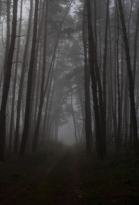 Ormanlık Alan, Dark Naturalism, Dark Forest Aesthetic, Foggy Weather, Dark Landscape, Foggy Forest, Dark Nature Aesthetic, Dark Grunge, Night Forest