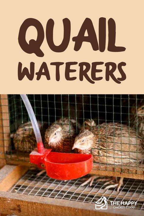 Quail Enrichment, Keeping Quail Indoors, Quail Watering System, Quail Waterer, Indoor Quail Coop, Quail Brooder, Natural Quail Habitat, Raising Quail For Meat, Button Quail Housing Indoor