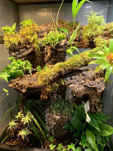 Vivarium Crested Gecko, Bioactive Terrarium Crested Gecko, Bioactive Snake Terrarium, Bioactive Reptile Terrarium, Bio Active Terrarium Crested Gecko, Bioactive Crested Gecko Enclosure, Bioactive Vivarium Crested Gecko, Bioactive Reptile Enclosure, Crested Gecko Vivarium Ideas