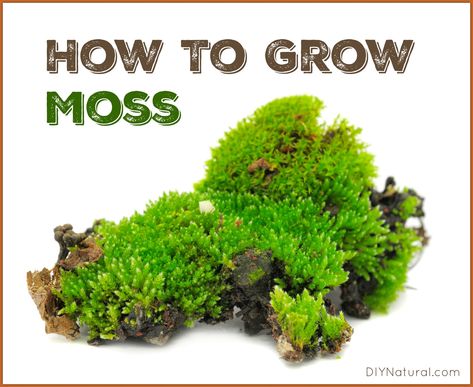 Learning how to grow moss is a fun and easy project. While some people are looking for ways to get rid of moss, others are trying to grow it. Small Moss Garden, How To Keep Moss Alive Indoors, How To Preserve Moss For Crafts, Moss Planter Ideas, How To Grow Moss On Anything, How To Make Moss, Preserving Moss, How To Grow Moss, Moss Trellis