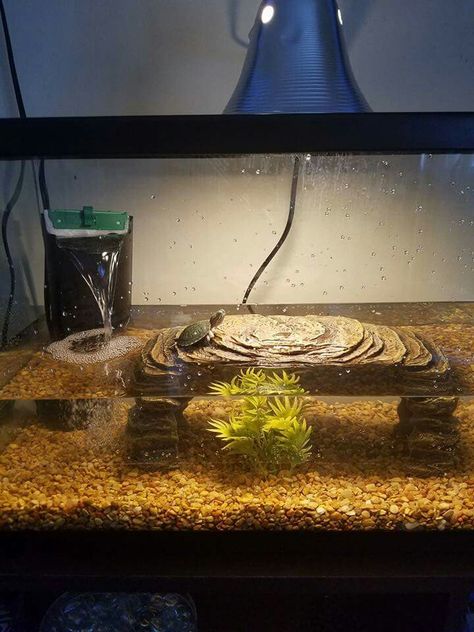 Mini Turtle 10 Gallon Turtle Tank Ideas, Small Turtle Tank Ideas, Turtle Tank Setup Ideas Diy, Aquatic Turtle Habitat Ideas Outdoor, Aesthetic Turtle Tank, Semi Aquatic Turtle Habitat, Water Turtle Tank Ideas, Pet Turtle Tank, Turtle Aquarium Ideas