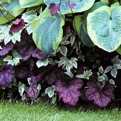 12 great foliage border plants  Coral bells Heuchera ‘Velvet Night’  Bright purple leaves add a touch of drama. Shade Evergreens, Hosta Gardens, Purple Leaves, Coral Bells, Border Plants, Have Inspiration, Woodland Garden, Garden Borders, Shade Plants