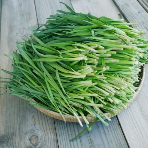 Top Alkaline Foods, Chive Seeds, Chinese Chives, Onion Bulbs, Growing Garlic, Garlic Chives, Chinese Herbs, Perennial Herbs, Alkaline Diet