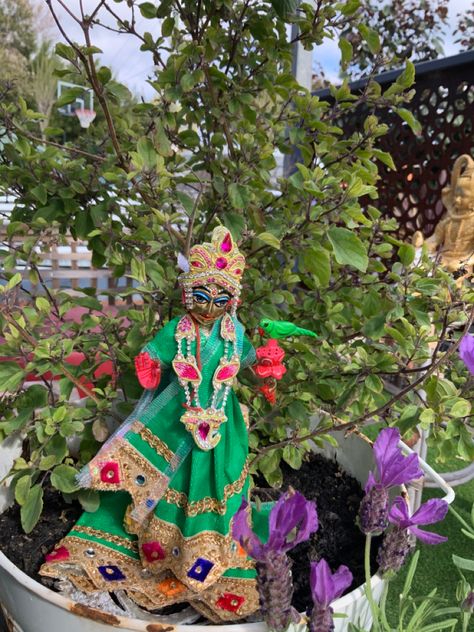 My new Tulasi maharani with  my tulsi plant Tulsi Devi, Black Krishna, Tulasi Plant, Tulsi Plant, Shri Radha, Krishna Hd, Sacred Plant, Lord Krishna Hd Wallpaper, Devi Durga