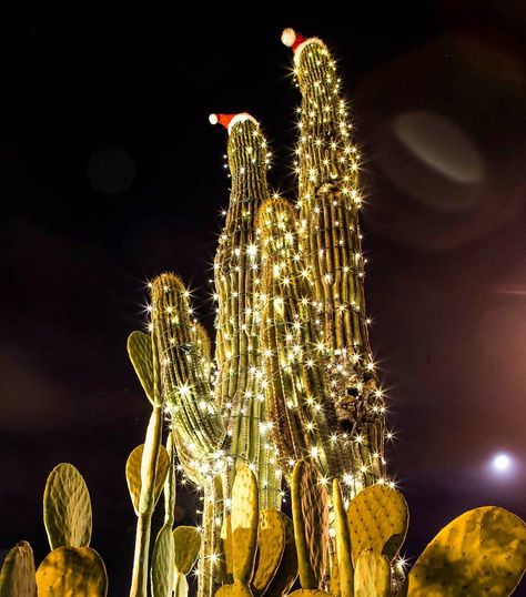 A few of the festive saguaros at TMC. The saguaros are wearing Santa hats and everything. --------------------------------------------- Lots of hashtags: #night #longexposure  #igerstucson #instagramaz #azcollective #az365 #beon12 #royalsnappingartists #tucson  #arizona #the_visionaries #ipulledoverforthis #igersusa #weownthenight_ig #weownthenight_az #jaw_dropping_shots #canon6d #tucsonmedicalcenter #tmc #thisisrucson #imstagramaz_holiday Tree In Desert, Desert Christmas, Cactus Christmas Trees, Holiday Desert, Southwest Home Decor, California Christmas, Christmas Campaign, Christmas Tree Inspiration, Santa Hats