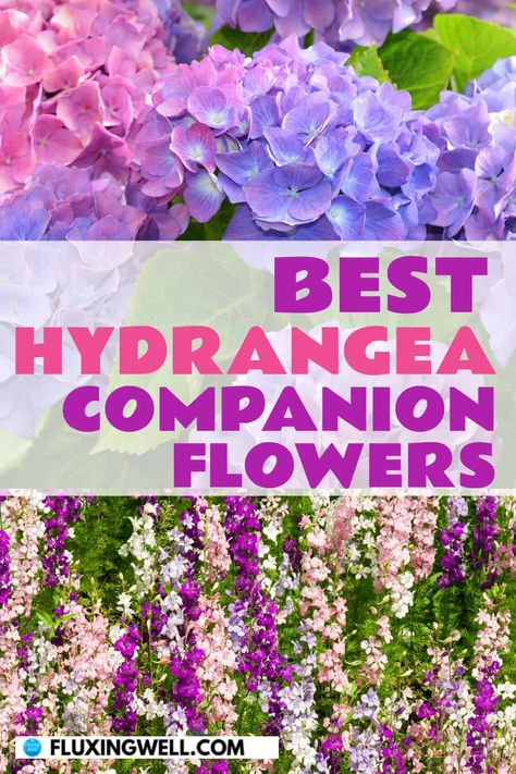 Gardening Tips: Enhance your hydrangea's beauty with the best hydrangea companion plants! Discover a stunning mix of flowers, herbs, shrubs, fruits, and vegetables that make ideal hydrangea companions for your dream garden. Learn how to grow hydrangeas in your garden and how to plant the right hydrangea companion plants for your landscape. Companion planting with hydrangeas will help you make the most of your hydrangea garden space. #hydrangeacompanionplanting #hydrangeacare Plant With Hydrangeas, What To Plant With Hydrangeas, Best Companion Plants, Planting Marigolds, Hydrangea Tree, Hydrangea Landscaping, Types Of Hydrangeas, Hydrangea Varieties, Shade Loving Perennials