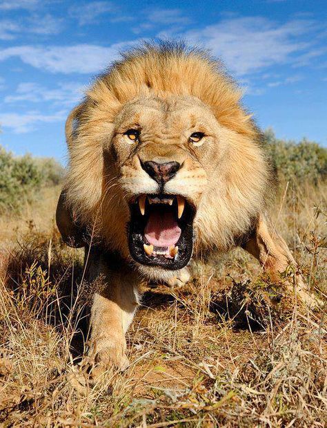 beautiful lion | An Angry Lion Captured in the Kalahari Desert, South Africa | # ... Wild Kingdom, Lion Of Judah, Cheetahs, A Lion, Amazing Animals, African Beauty, Wild Life, White Photo, Animal Planet