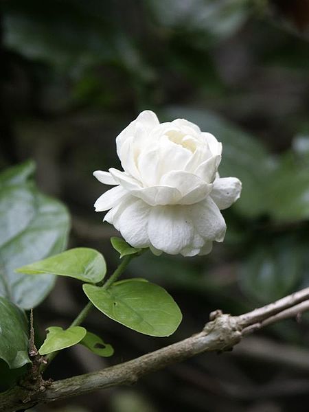 Arabian Jasmine, Jasminum Sambac, Lucky Plant, Jasmine Plant, نباتات منزلية, Jasmine Essential Oil, Fragrant Plant, Jasmine Flower, Hawaiian Flowers