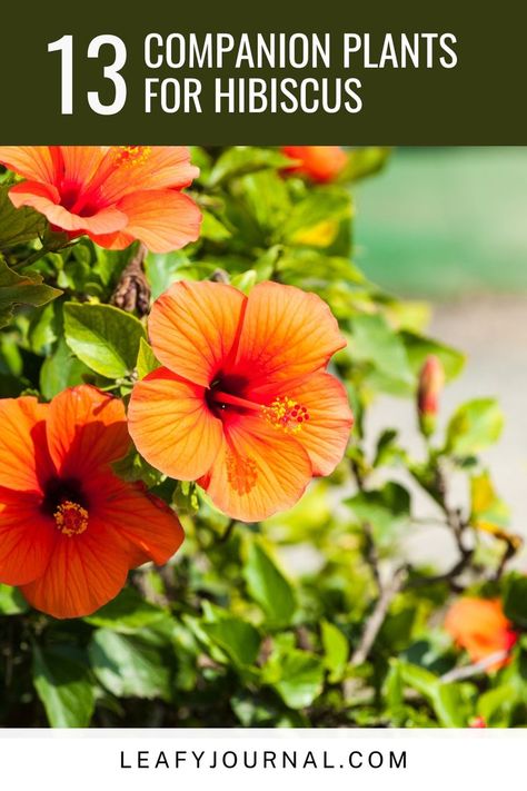 Enhance your hibiscus garden with these 13 stunning companion plants! Hibiscus Planters Container Garden, Hibiscus Flower Garden Ideas, Hibiscus Container Garden, Potted Hibiscus Tree, Hibiscus In Landscaping, Hibiscus Flower Bed Ideas, Hibiscus Flower Landscaping Ideas, Hibiscus Container Ideas, Hardy Hibiscus Landscaping