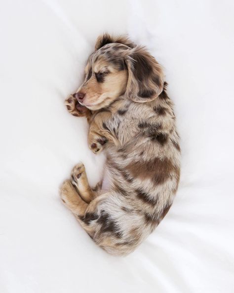 Daschund Puppies, Dapple Dachshund Puppy, Dachshund Puppy Miniature, Dapple Dachshund, Cute Animals Puppies, Very Cute Dogs, Really Cute Dogs, Weenie Dogs, Mini Dachshund