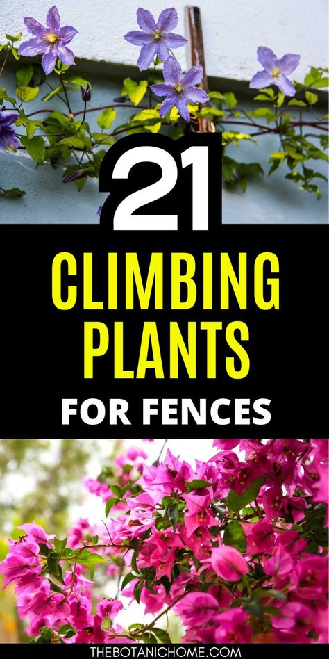 21 best climbing plants for beautiful wooden fences, featuring garden vines and climbing roses for trellises and fences. Climbing Jasmine Trellis, Climbing Flowers Trellis, Best Climbing Roses, Vines Trellis, Climbing Plants Fence, Wooden Garden Trellis, Climbing Flowering Vines, Best Climbing Plants, Wall Climbing Plants